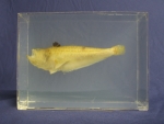 Foto Galerie/Perciformes/Percoidei/Echiichthys vipera_01_SS.jpg